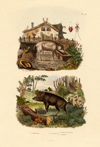 Insecte écarlate - French School